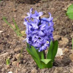 Delft Blue Hyacinth (Hyacinthus orientalis Delft Blue) Img 4